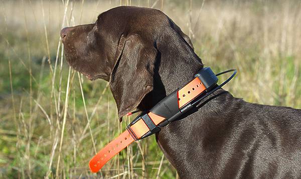Gps  трекер для собак, ошейник навигатор для охотничьих пород, устройство, достоинства, недостатки, особенности применения и выбора