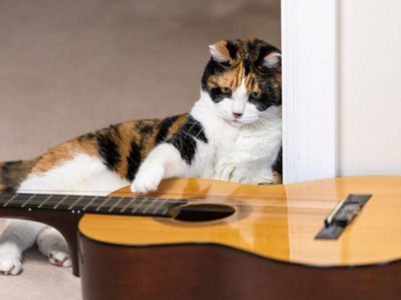 Образ кошки в музыке. обсуждение на liveinternet