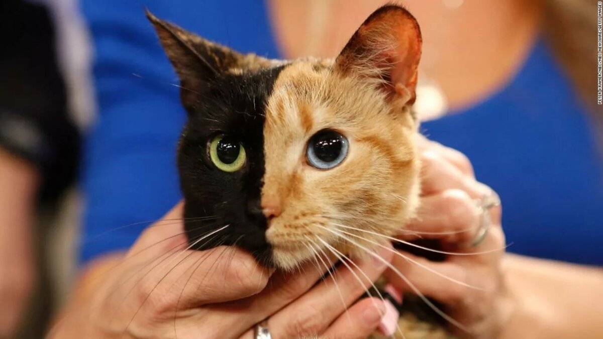 Самые умные породы кошек в мире