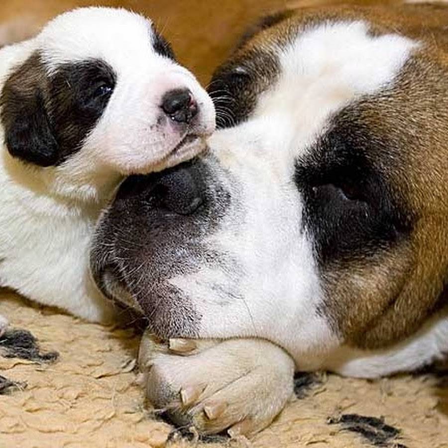 Сенбернар: описание породы, друссировка, плюсы и минусы собаки