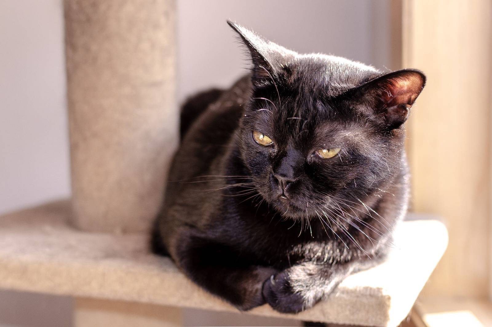 Бомбейская кошка (бомбей) - фото, цена котенка, описание характера и внешнего вида