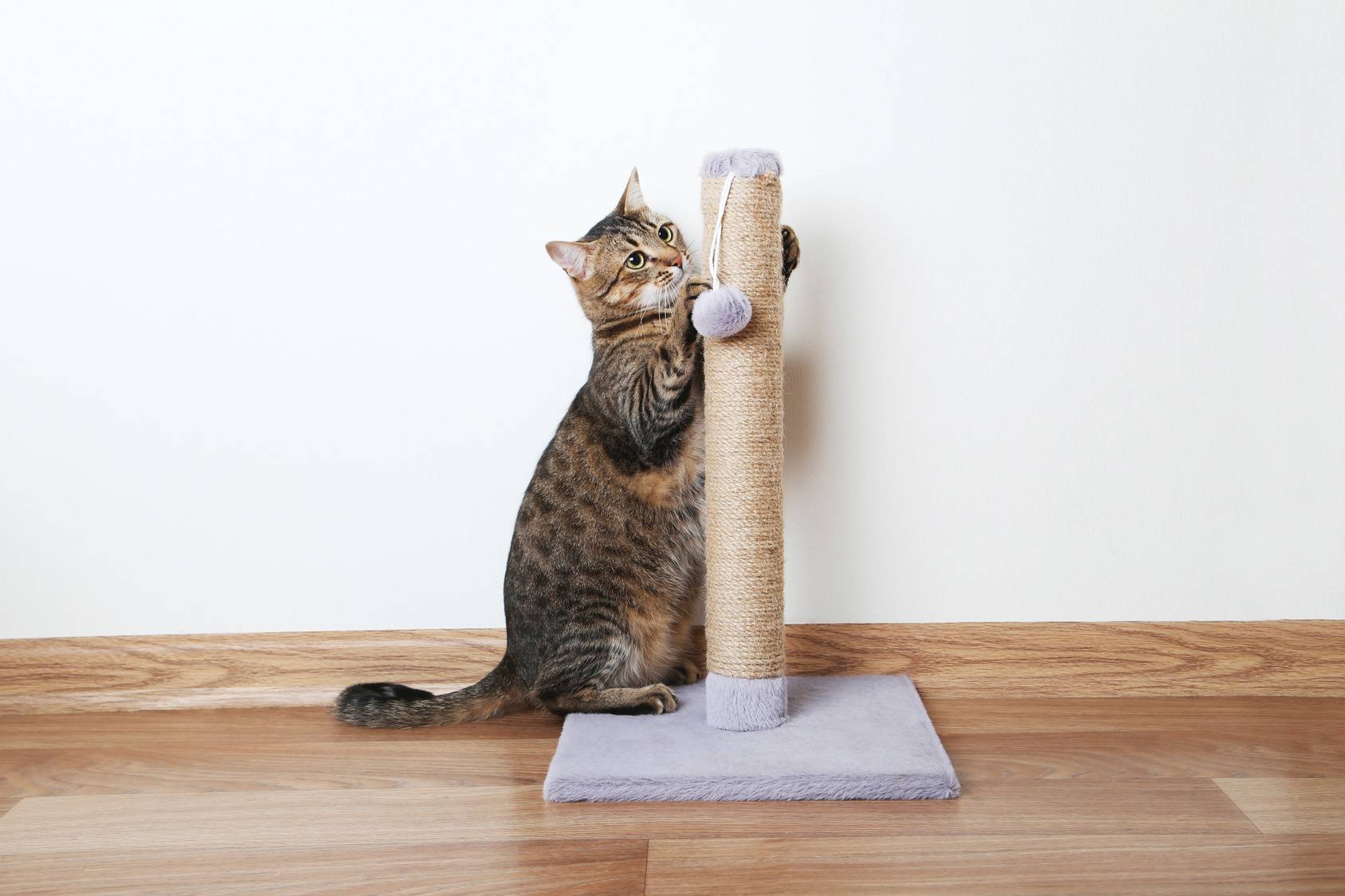 Как отучить кота драть обои и мебель. 6 причин