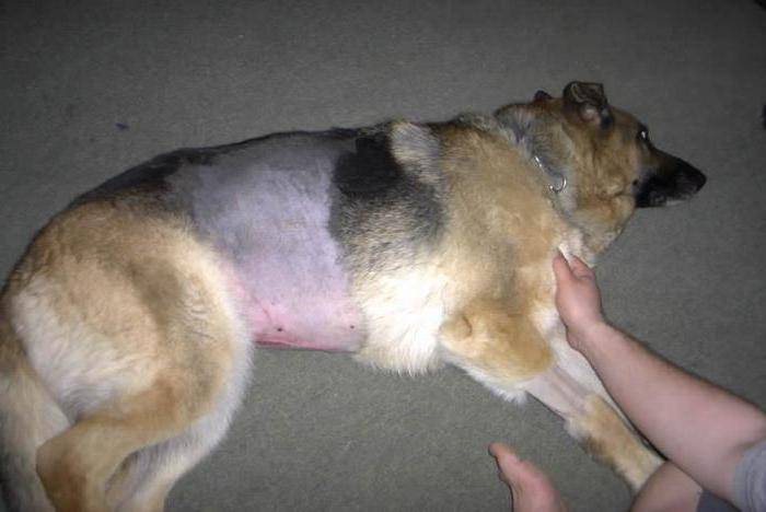 Заворот желудка у собак | экстренные операции в круглосуточном ветеринарном центре санавет