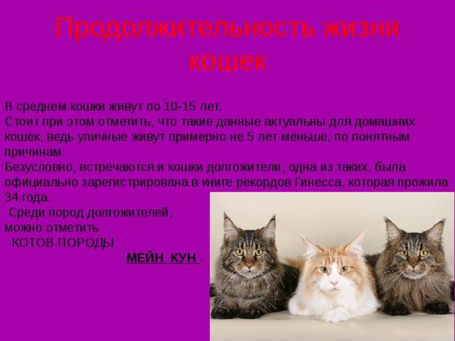Сколько в среднем живут кошки и коты