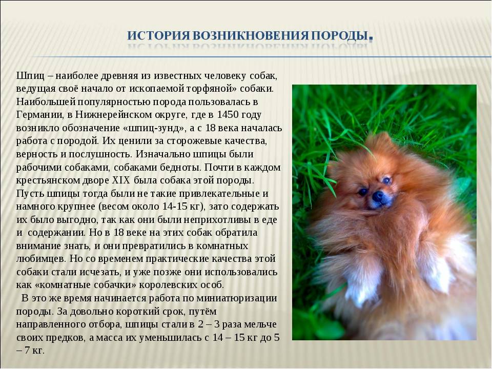 Чем отличается померанский шпиц от немецкого: фото собак, их черты характера и сравнение требований к уходу