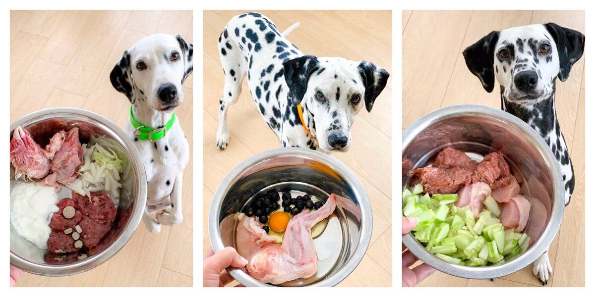Какие продукты можно собаке и что давать нельзя