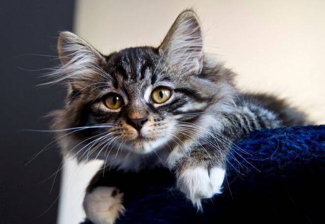 10 самых умных пород домашних кошек