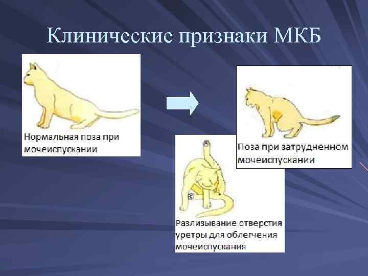 Кормление при мочекаменной болезни уратного типа у кошек. ветеринарная клиника "зоостатус"
