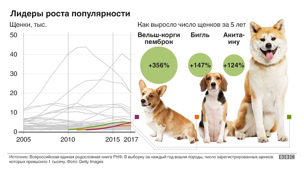 Популярные породы собак с фотографиями, какие породы собак популярны в россии