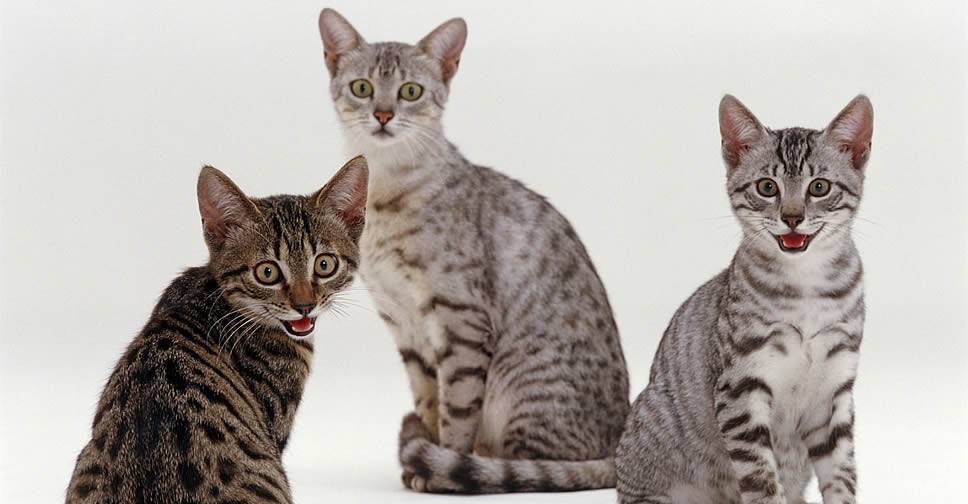 Аравийский мау — 100 фото кошки, цена, подробное описание породы, характер, содержание, окрас, отзывы, рекомендации