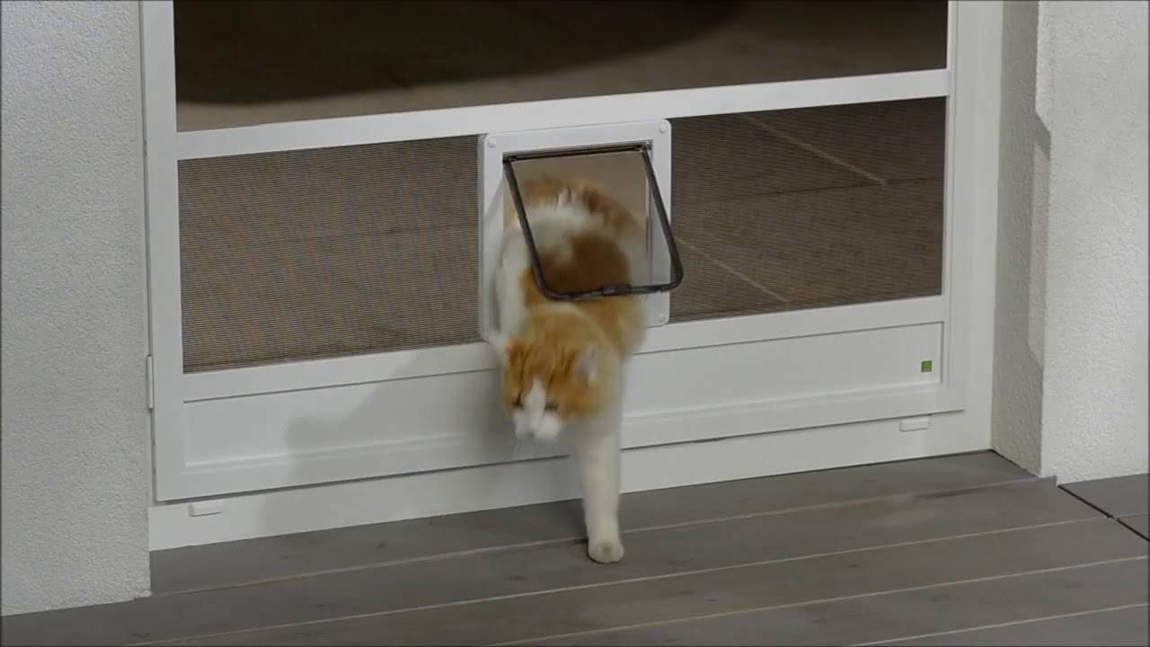 Почему кот открывает шкафы