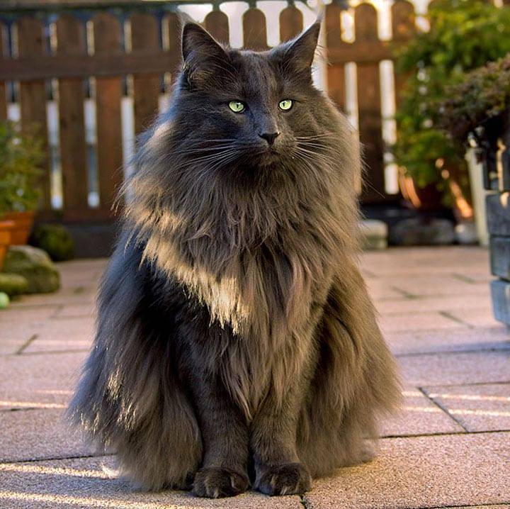 Самые красивые кошки и коты в мире | фото с названиями, породы
