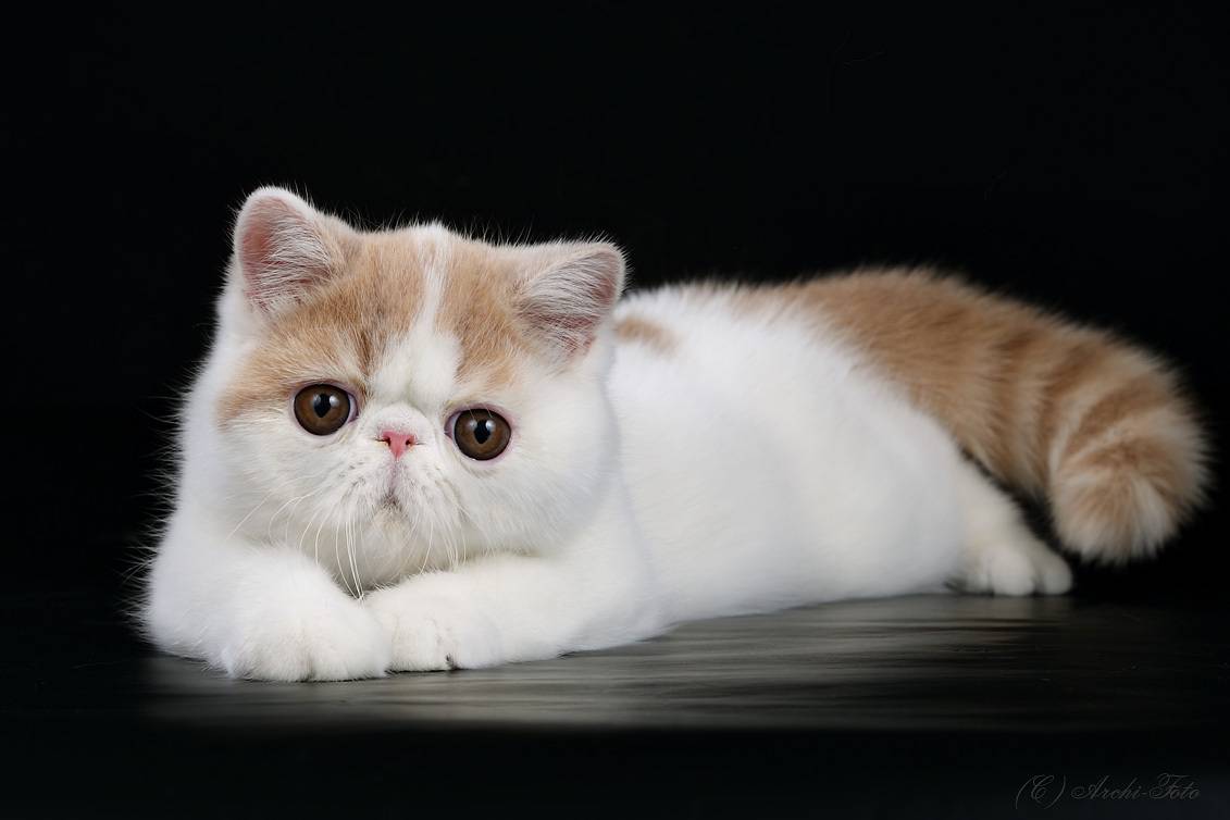 Экзотическая короткошерстная кошка: описание породы и характера