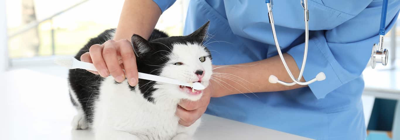 Правильная чистка зубов кошки и котенка