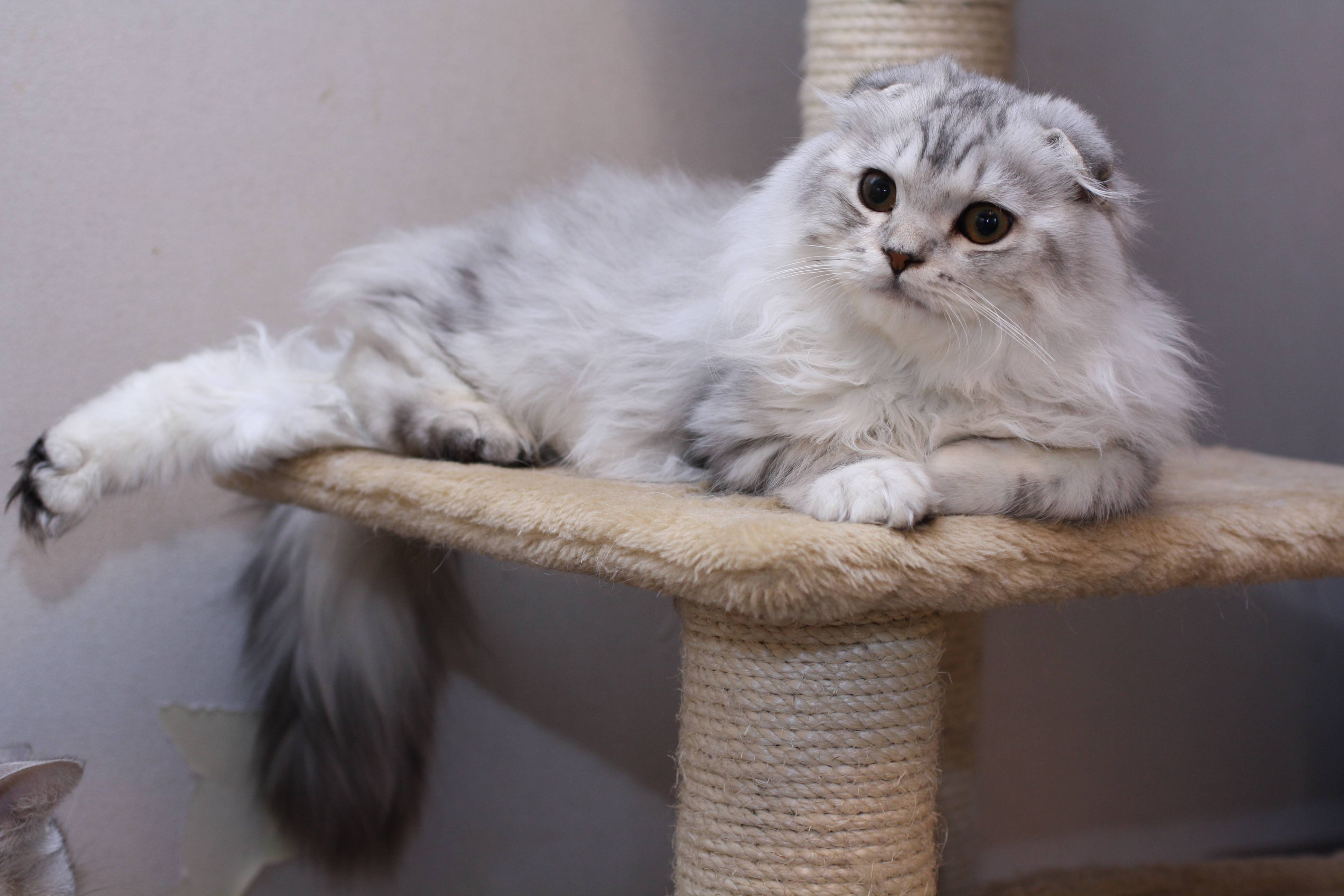 Хайленд-фолд: фото кошки, цена котенка, описание породы и характера