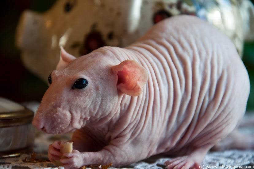 Лысая крыса (сфинкс): описание и характер животного, плюсы и минусы, уход и содержание
