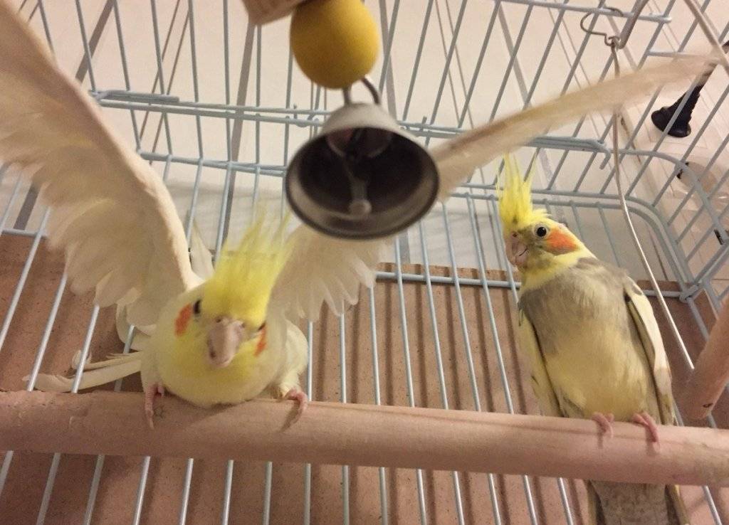 Птицы для детей: попугаи, амадины и канарейки - затылёнка