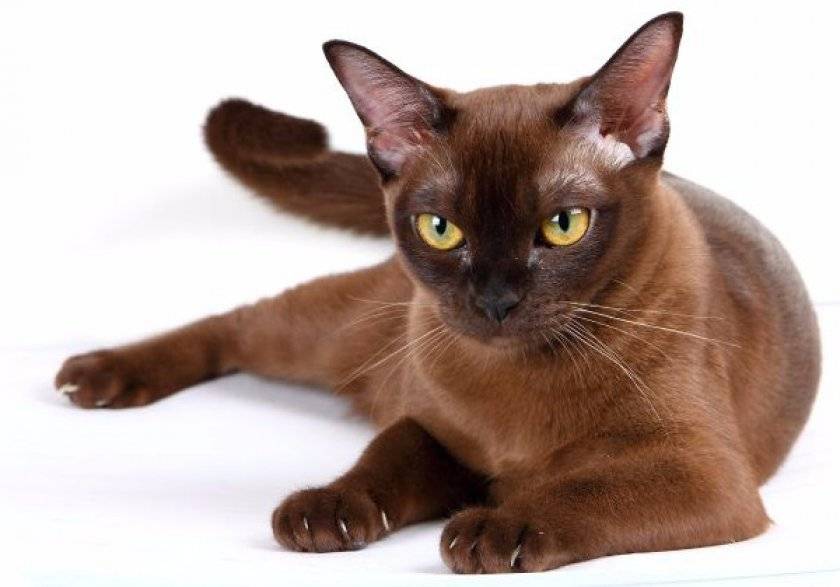 Бурманская кошка: описание внешнего вида породы и характера, фото бурмы, выбор котенка, отзывы владельцев европейского кота