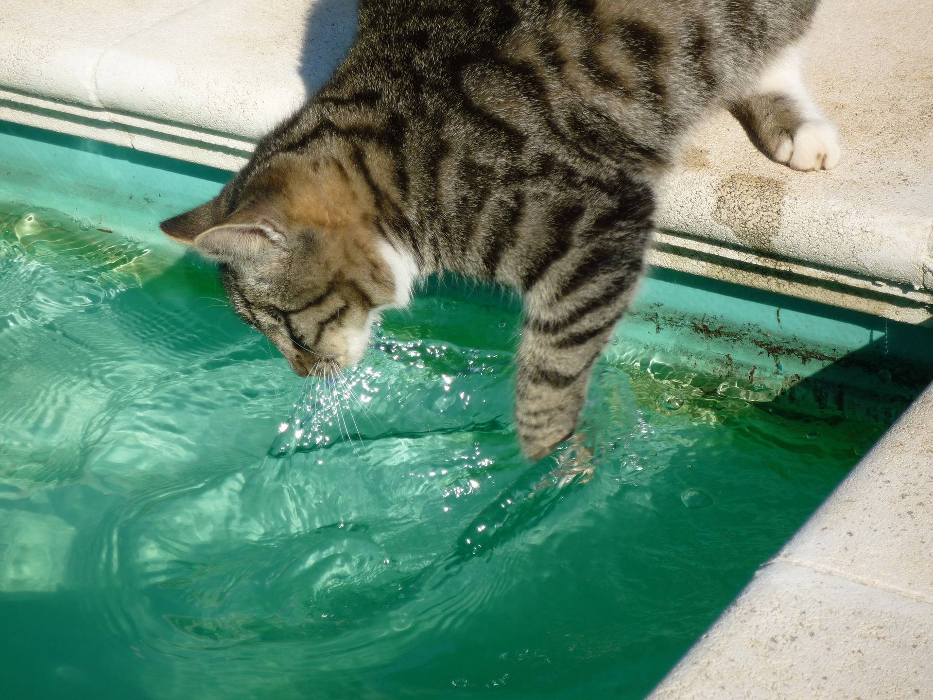 Почему кошки боятся воды, приучаем животное к воде, как помыть кошку, которая не любит воду