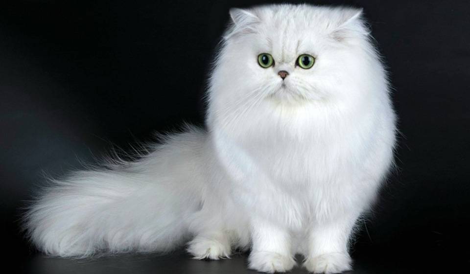 Британская шиншилла: описание кошки, окрасы, характер, фото
