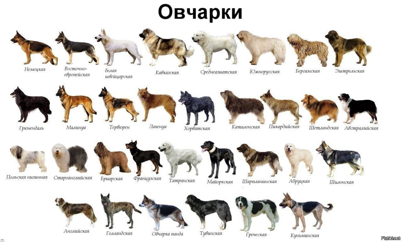 Породы собак - полный список пород собак с фото. породы собак по алфавиту