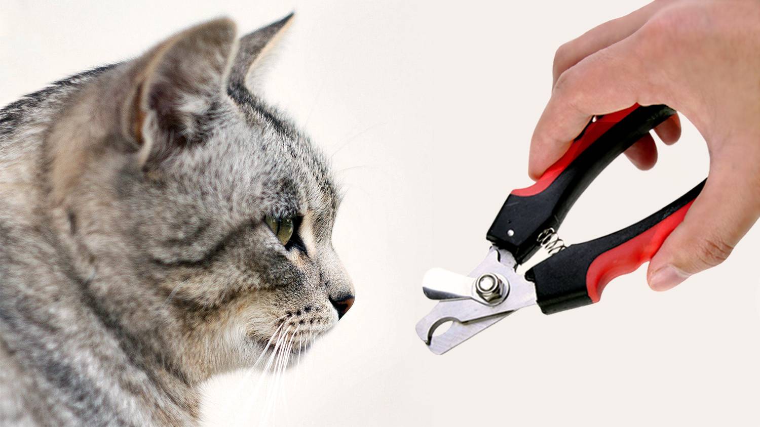 Как правильно подстричь когти кошке в домашних условиях, если она не даётся: можно ли стричь вообще?