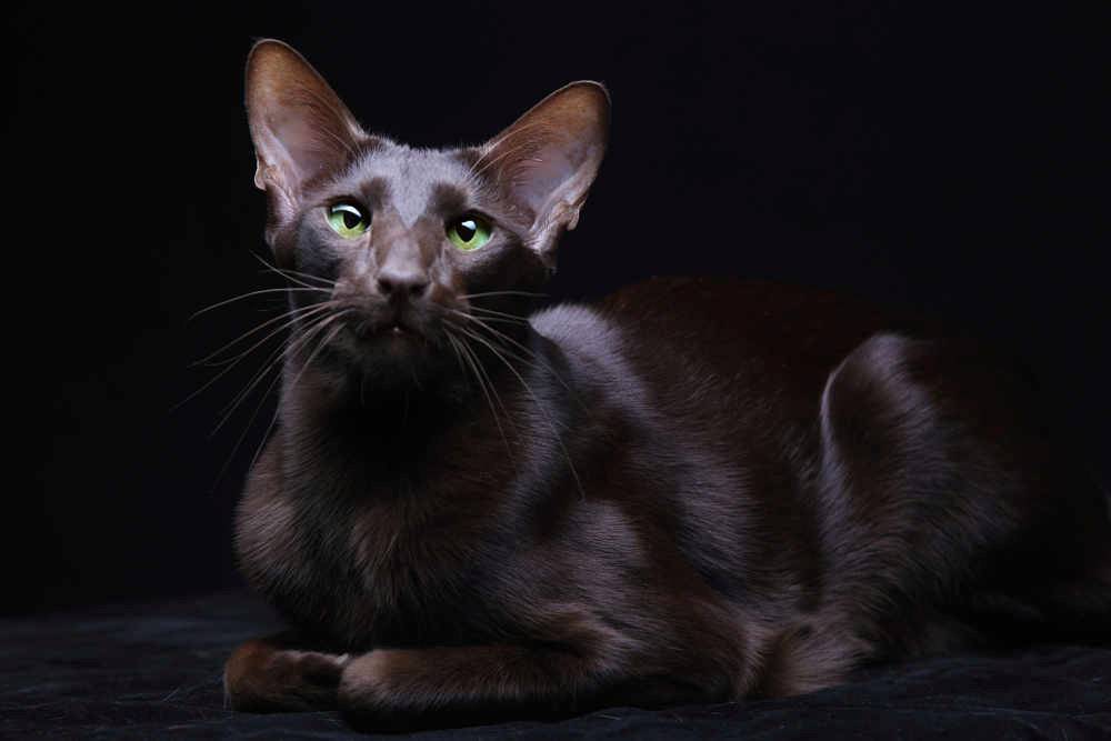 Гавана - фото и описание породы кошек (характер, уход и кормление)