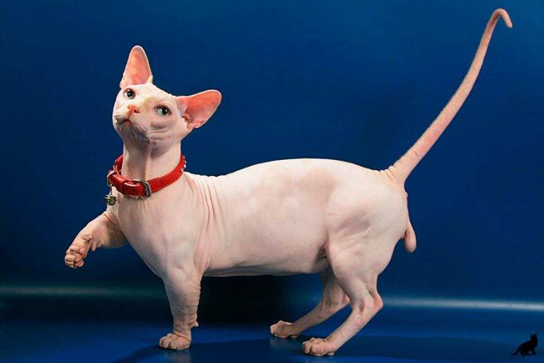 Рейтинг самых маленьких пород карликовых кошек: эксклюзивные мини-питомцы для настоящих эстетов