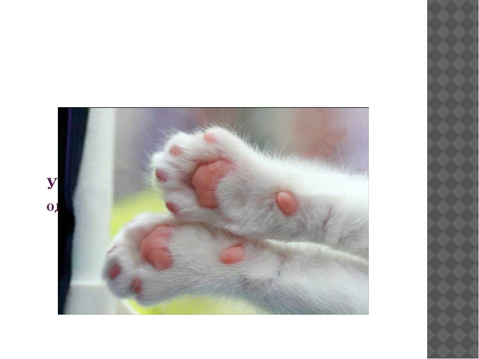 Сколько пальцев у кошки, особенности их строения и возможные аномалии развития