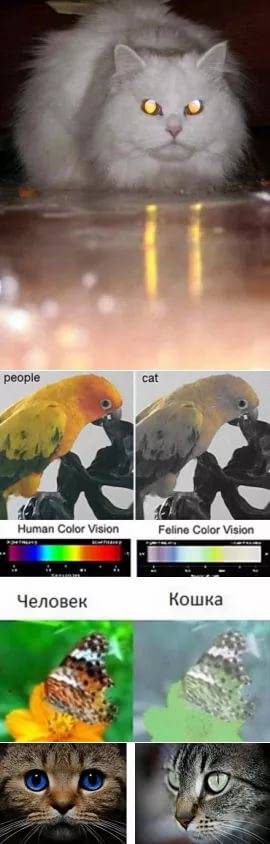 Как видят кошки и коты наш мир | какие цвета
