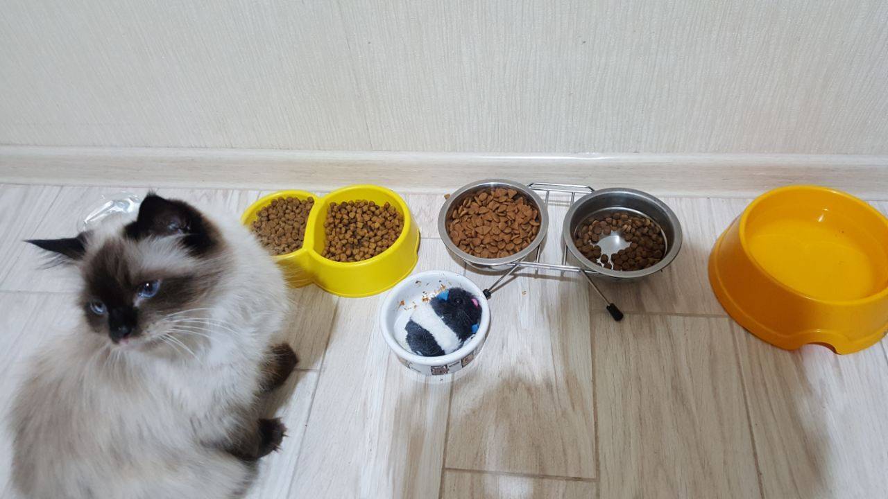 Почему кошка не ест сухой корм и что делать хозяину?