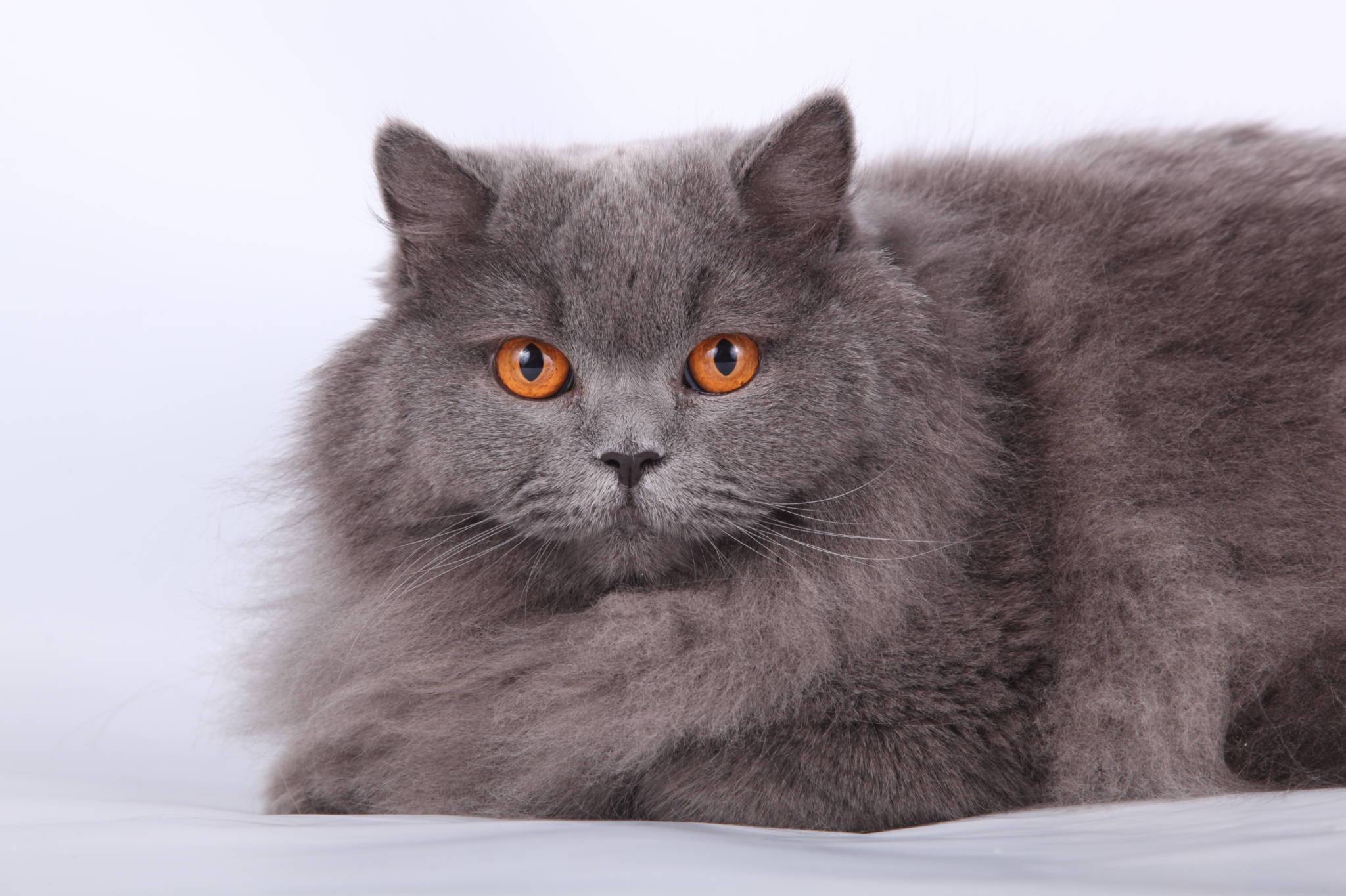 Британская длинношерстная кошка - 95 фото основных стандартов окраса и характеристика породы