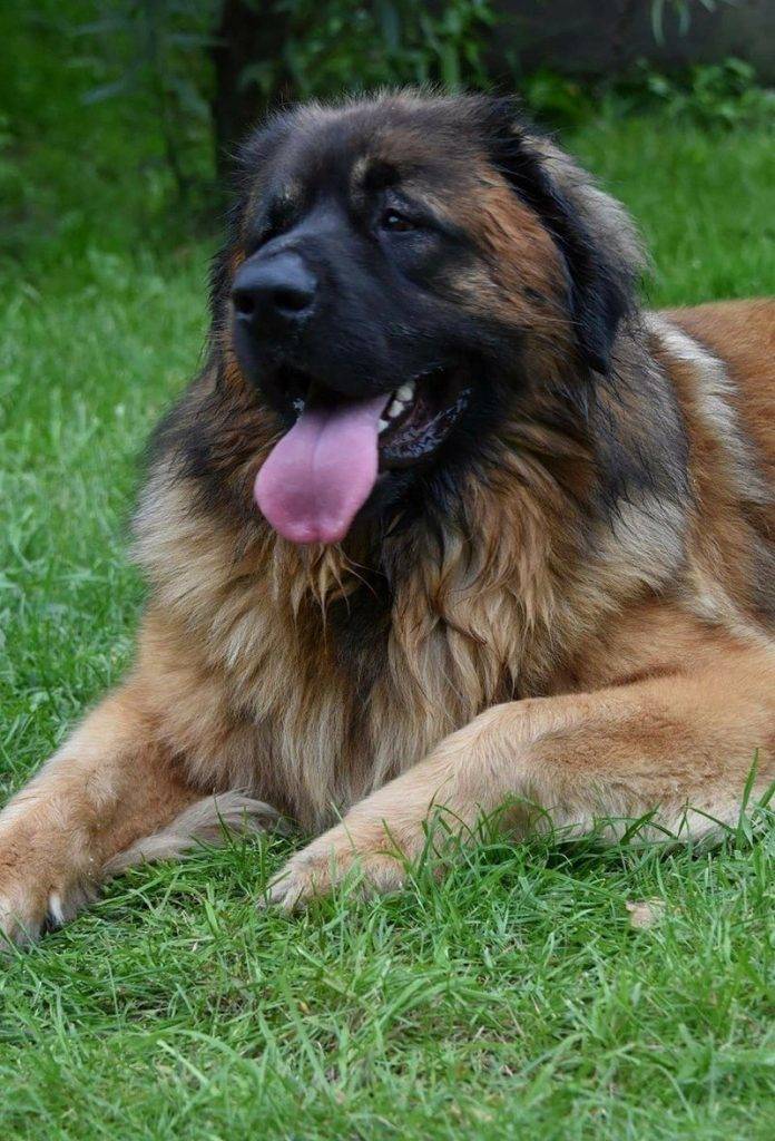 Порода собак леонбергер: описание и стандарт, характер, отзывы