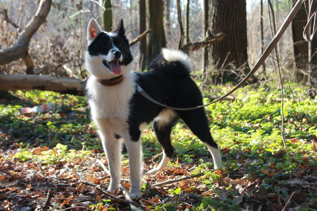 Охотничья собака лайка: как выглядит, разновидности, описание, уход и характер, фото - truehunter.ru