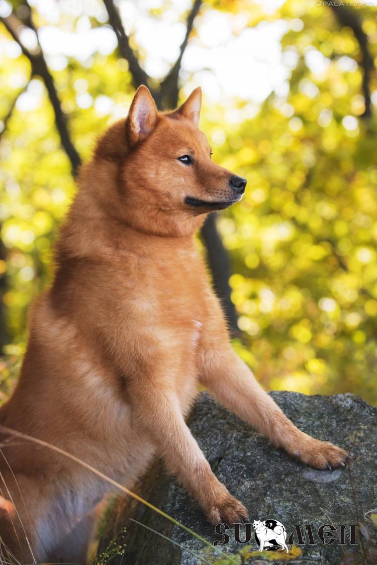 Карело-финская лайка: фото, описание породы, характер и уход за собакой