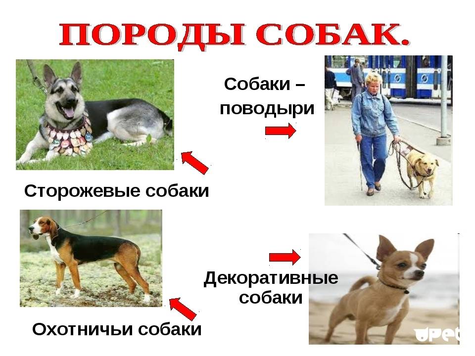 Служебные породы собак