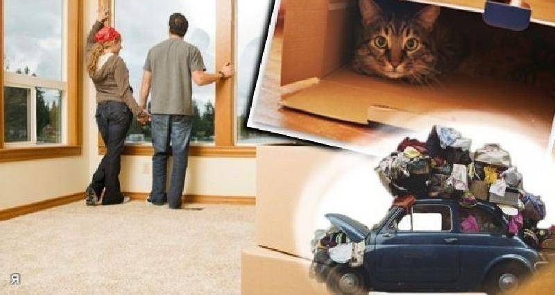 Как адаптировать кошку или кота к новому дому или квартире