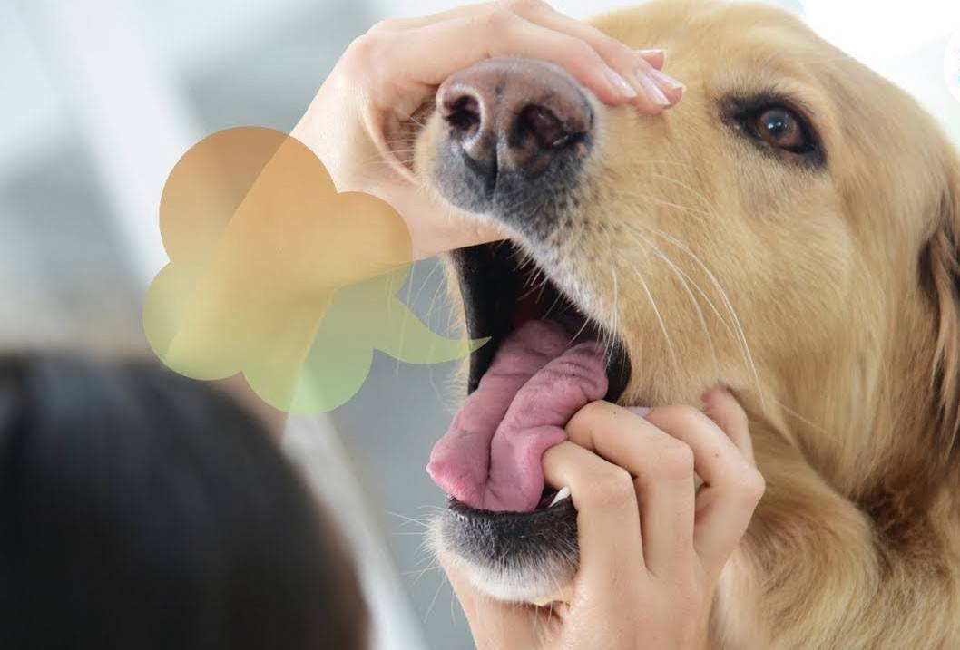 Почему у собаки пахнет изо. Запах собаки. Неприятный гнилостный запах изо рта собаки. Голден ретривер пахнет изо рта.