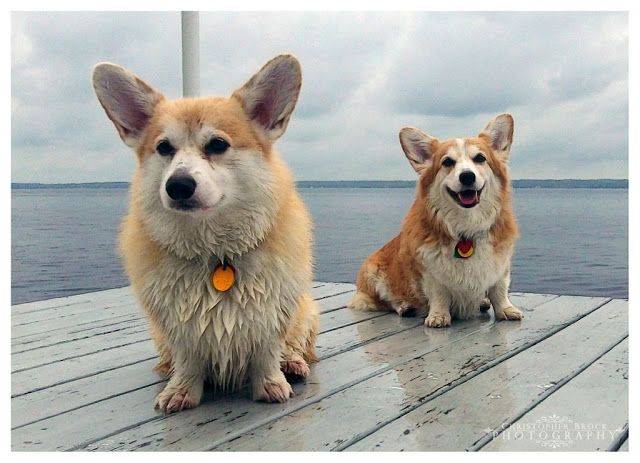 Описание вельш-корги флаффи: фото собак, отличия от стандарта породы, черты характера, правила ухода и выбор щенка