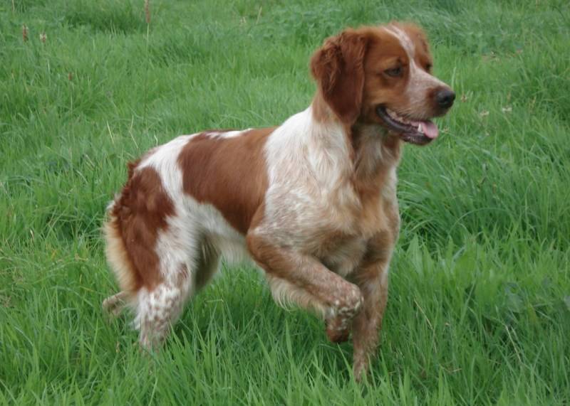 Подробная характеристика бретонских эпаньолей: особенности породы собак
