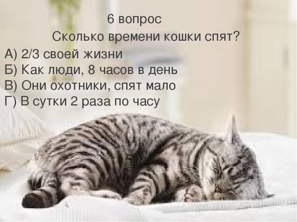 Сколько времени спит кошка в сутки - норма для взрослых и котят