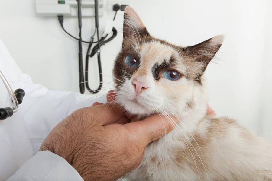 Алиментарный гиперпаратиреоз у кошек