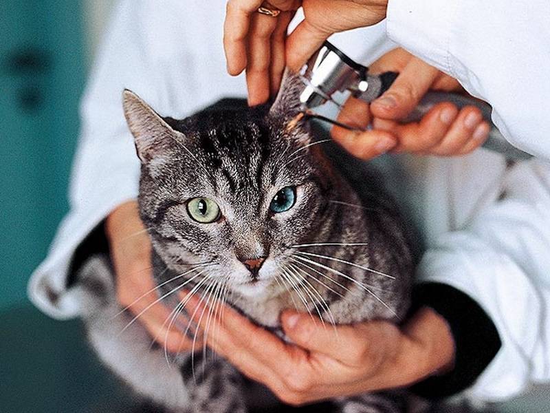 Сухой нос и горячие уши у кошки: причины и первая помощь животному