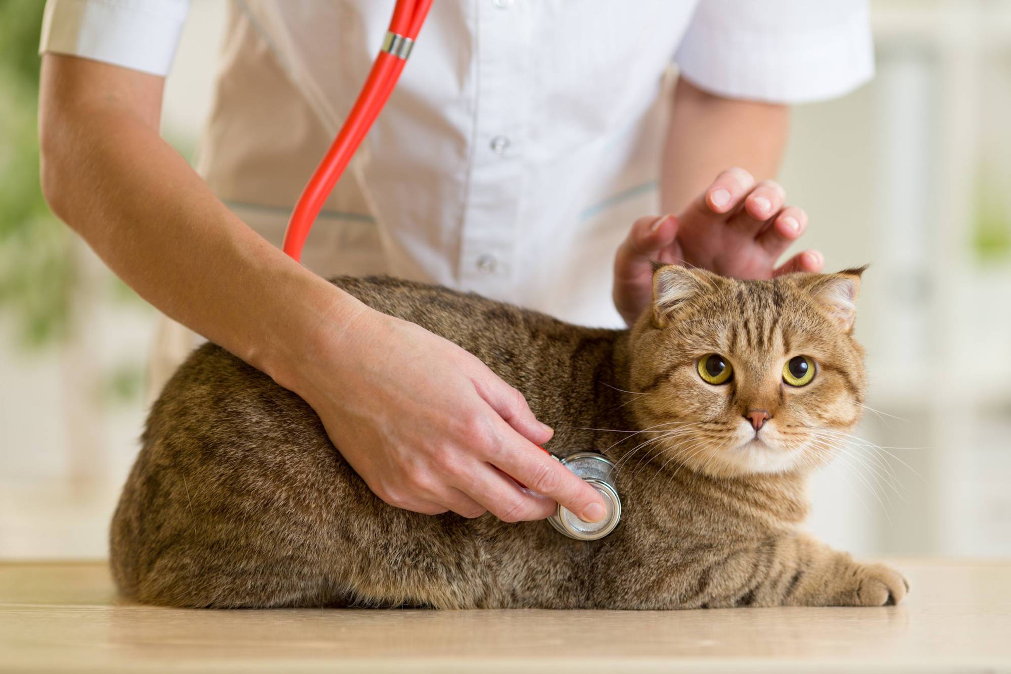 Какие болезни умеют лечить кошки?