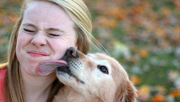 Что происходит, когда собака облизывает ваше лицо - причины, последствия и как отучить животное