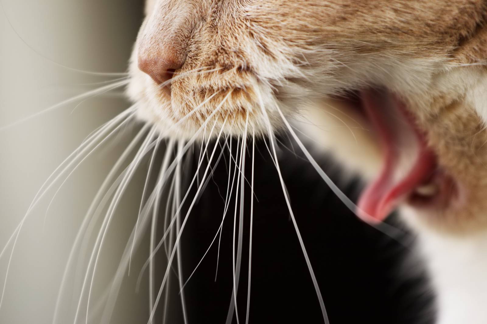 Почему у кошки ломаются усы
