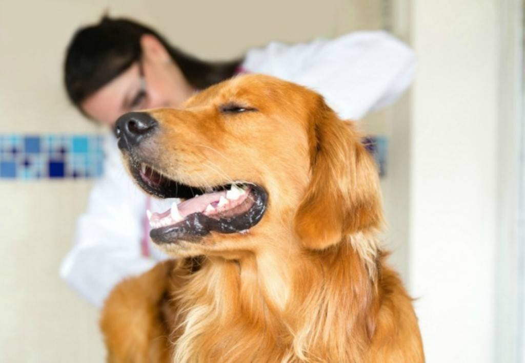 Почему собака грызет и чешет свои лапы - причины, диагностика и лечение
почему собака грызет и чешет свои лапы - причины, диагностика и лечение