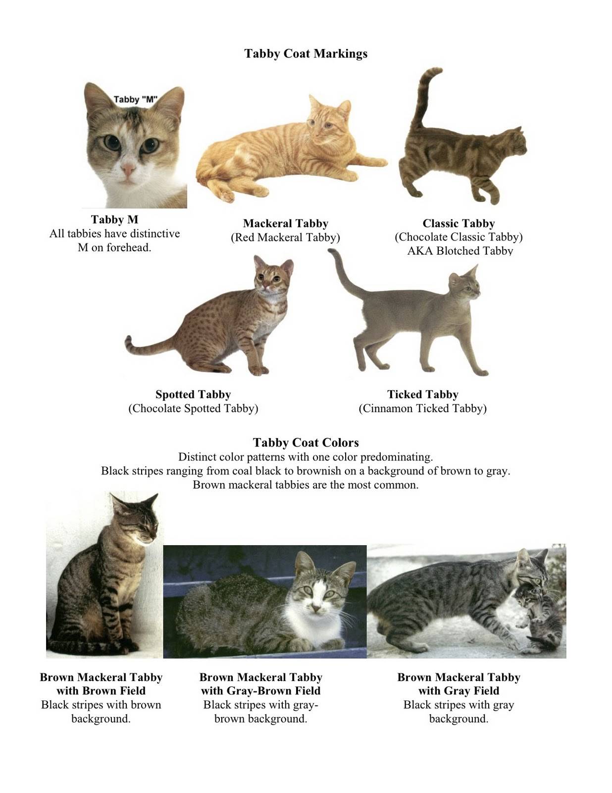Окрас сибирских кошек (30 фото): черные и белые, дымчатые и золотые коты, полосатые и черепаховые котята