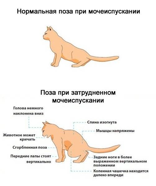Запор у кошки: виды, симптомы, причины, лечение