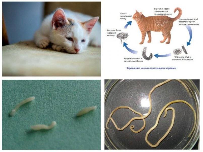 Паразиты у кошек и котов: виды, симптомы и лечение